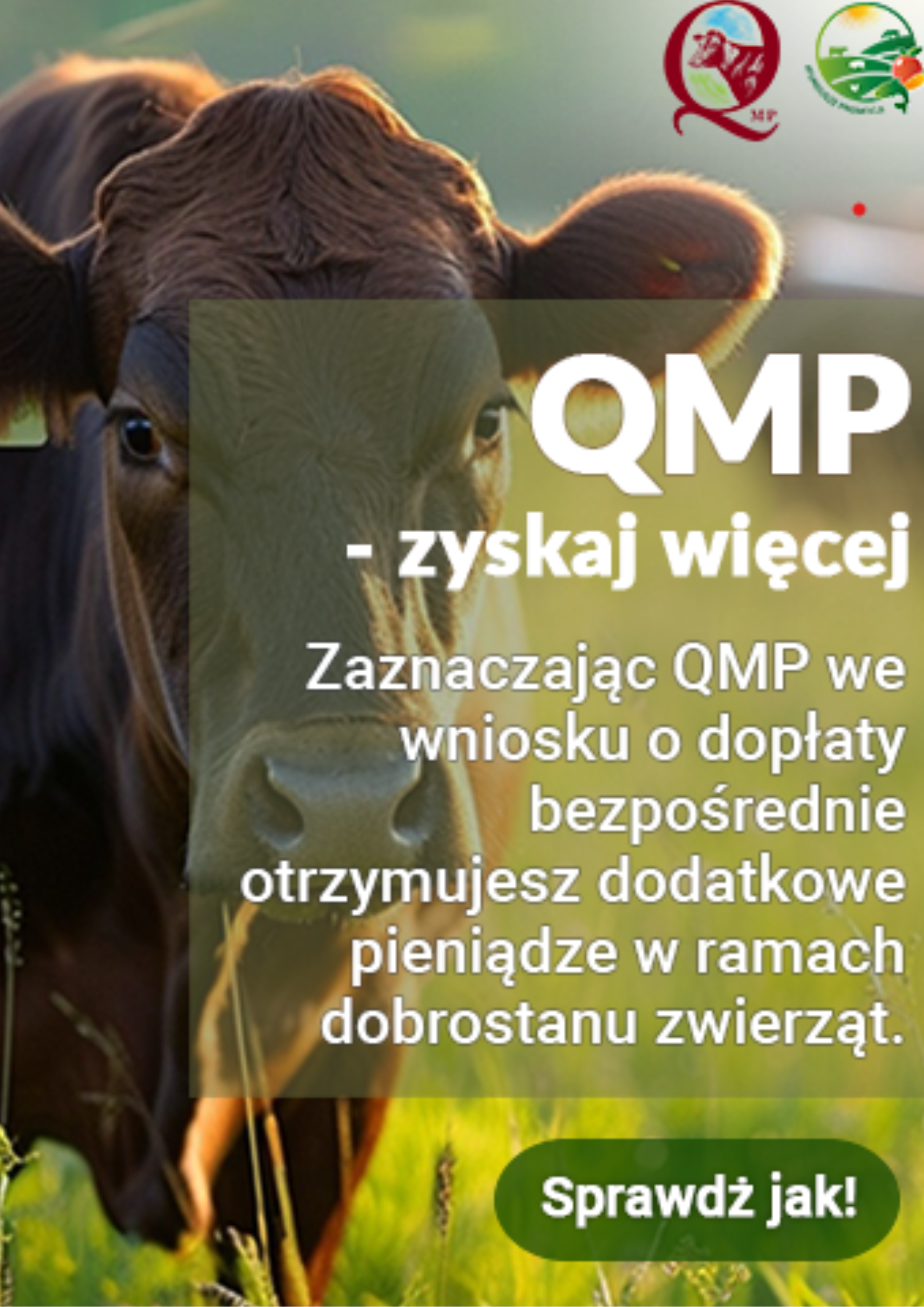 System QMP